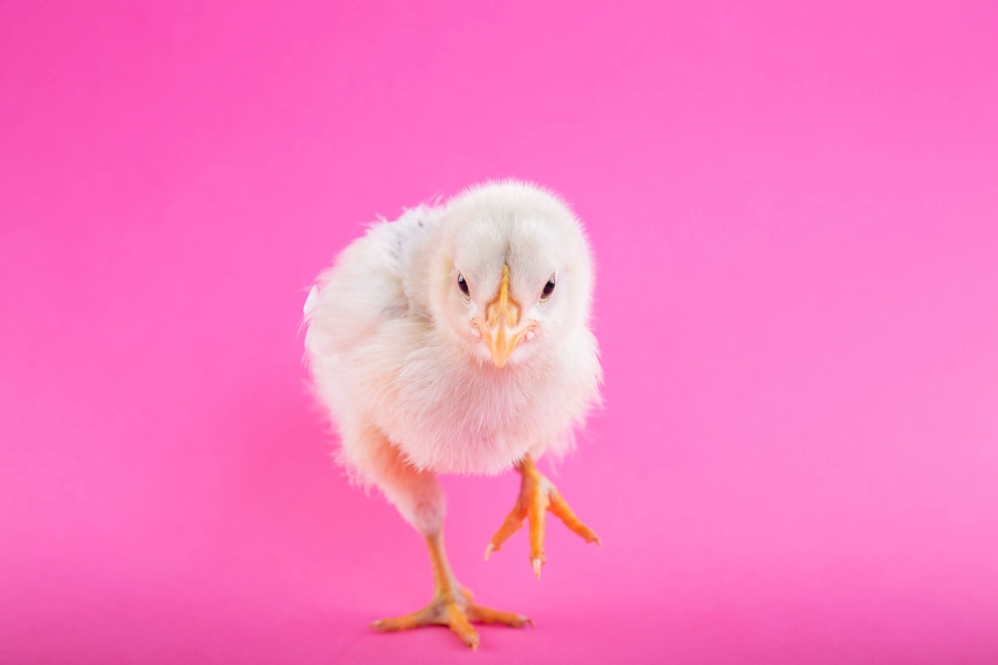 Pollito con fondo rosa